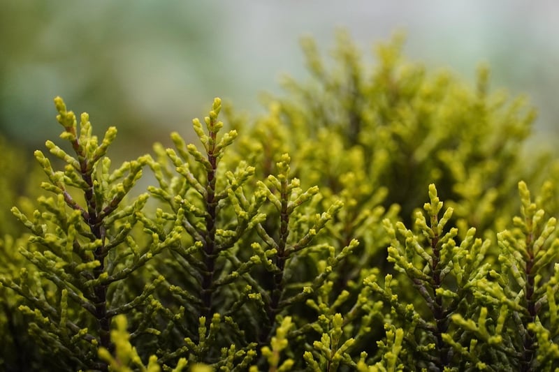 Mythical Shrubs