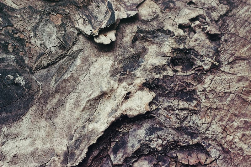 Scale-covered Bark