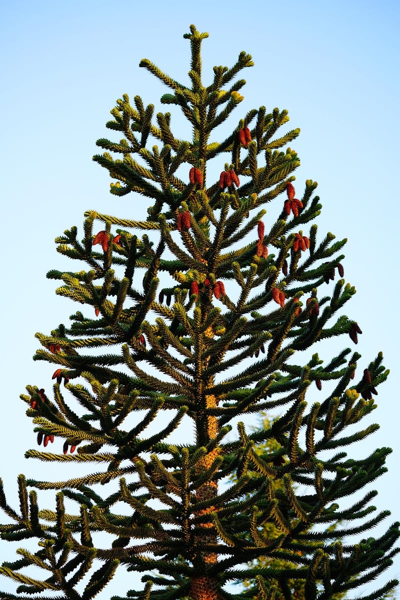 Araucaria araucana