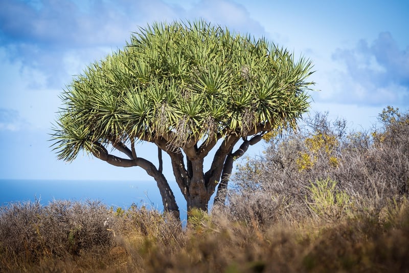 Dracaena draco
